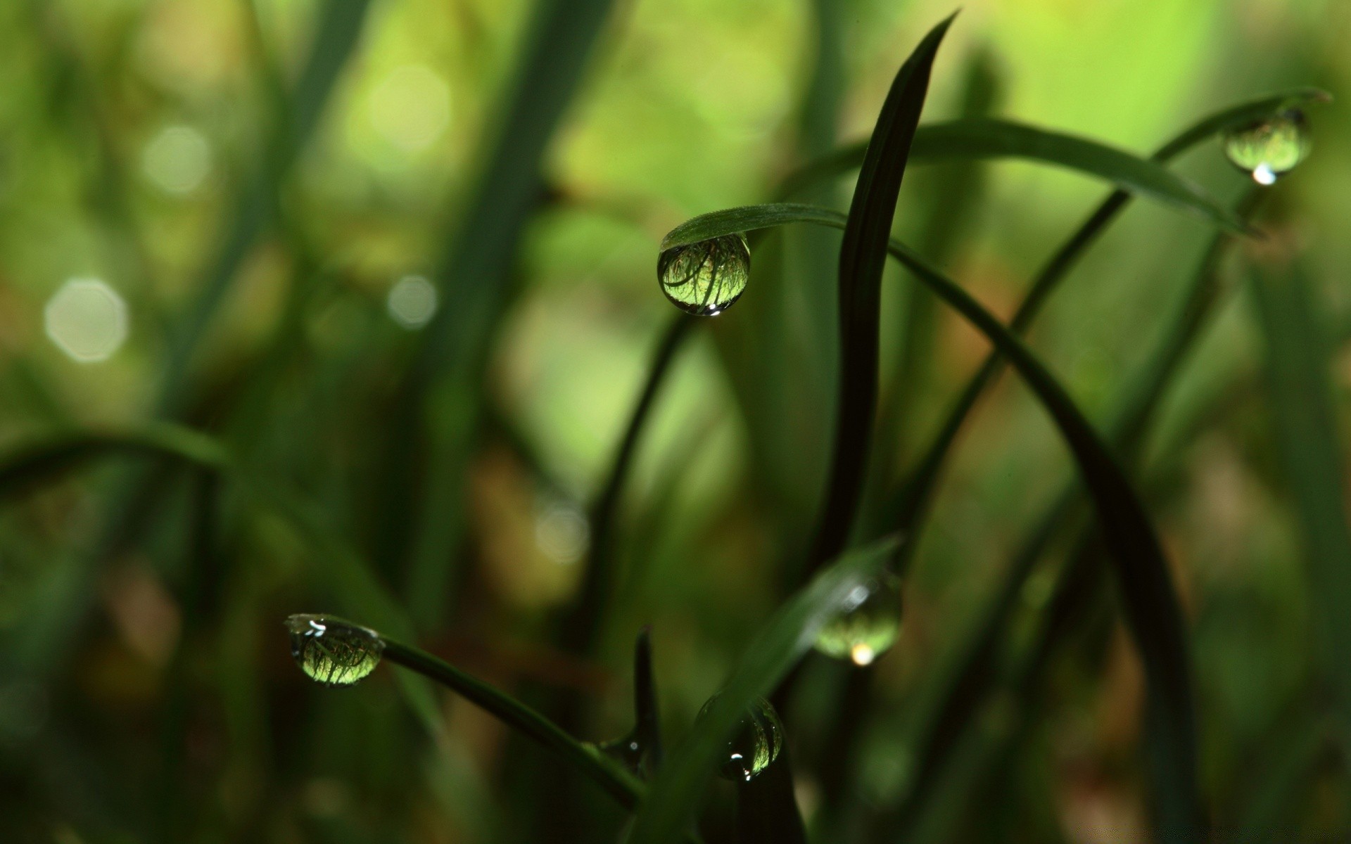 macro lluvia hoja rocío naturaleza caída desenfoque jardín flora hierba crecimiento medio ambiente al aire libre flor insecto mojado luz amanecer dof luz del día