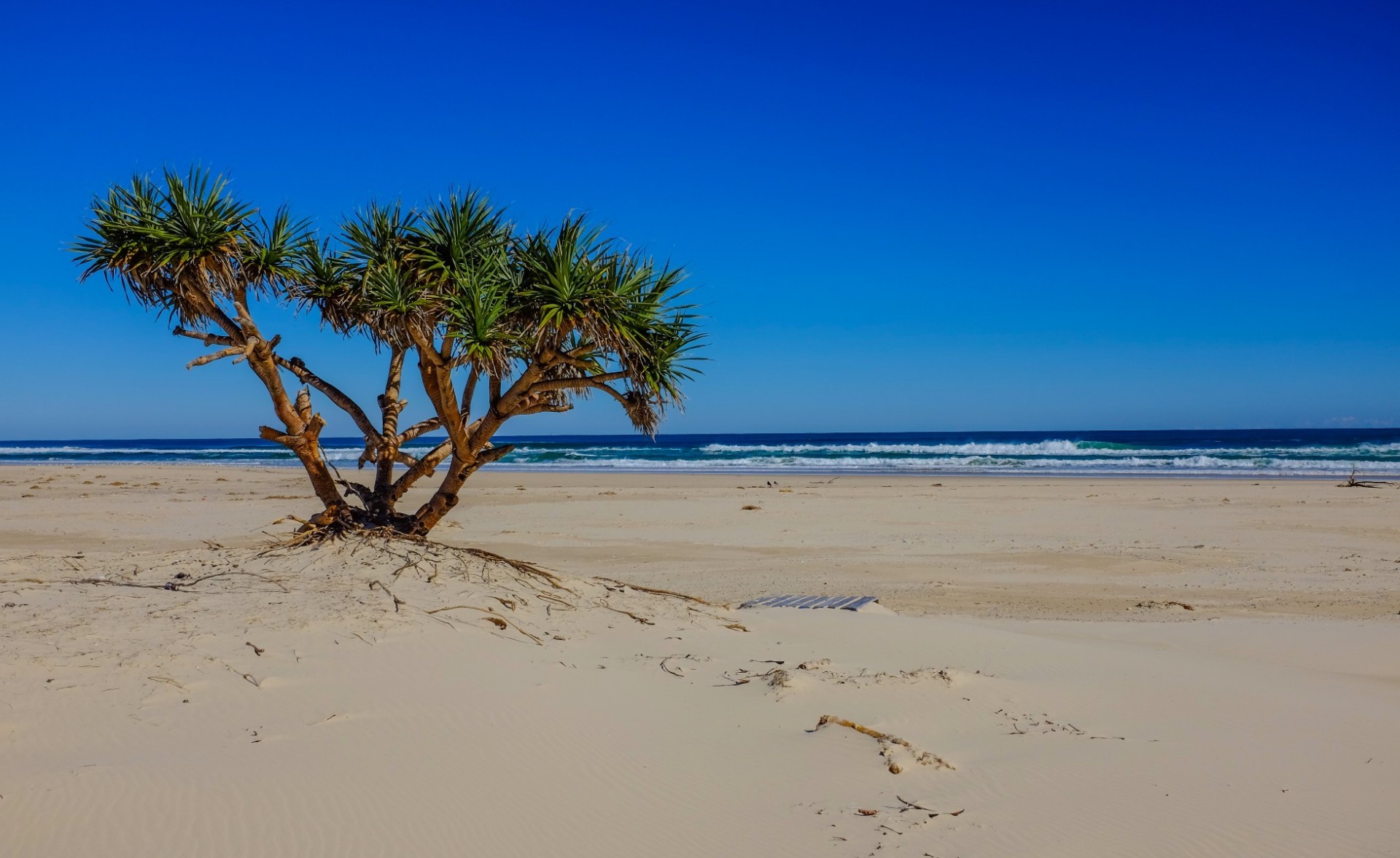 palm trees and tropical beach sand seashore tropical ocean water travel sun sea summer island vacation seascape idyllic relaxation surf fair weather hot sky