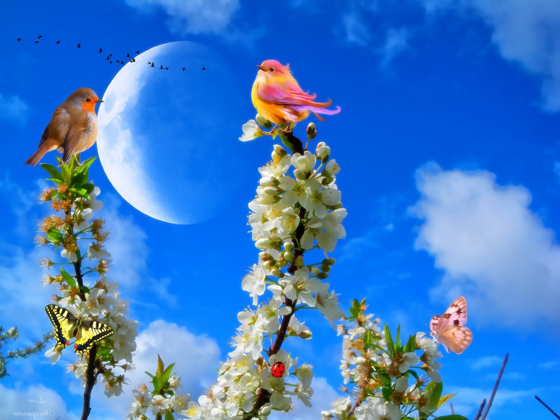 primavera natura cielo albero fiore all aperto estate foglia sole bel tempo luminoso