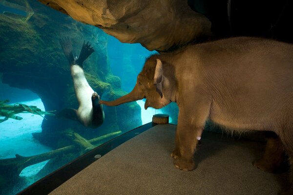 The baby elephant reaches out to the seal in the aquarium. The baby elephant learns the world.