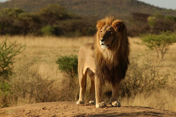 A lion on a hillock in the African savanna