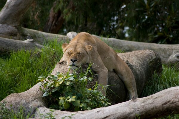 Leone in natura sull erba