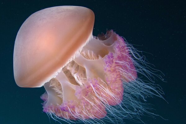 A jellyfish similar to Aurelia with bright pink tentacles