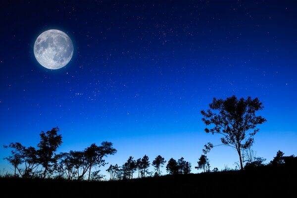 Silhouettes of trees against the night sky. Huge moon