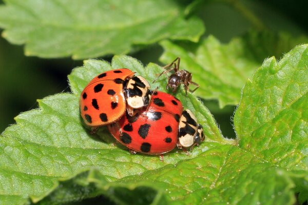 Una hormiga impidió a las mariquitas en el momento más crítico