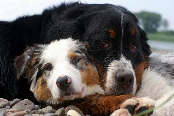 Fidélité canine. Deux chiens se trouvent dans une étreinte avec la tête pliée p