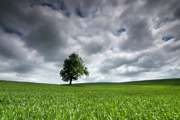 Albero solitario in un pascolo rurale