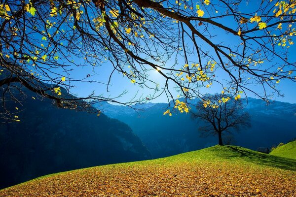 从树上掉下来的黄叶复盖着一块坚实的绿色地毯