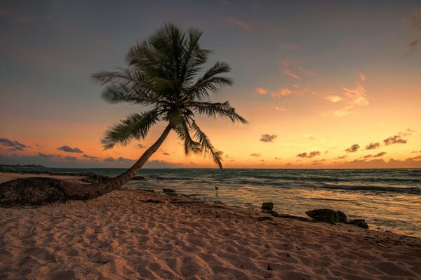 Закат на море. Одиноко стоящая пальма