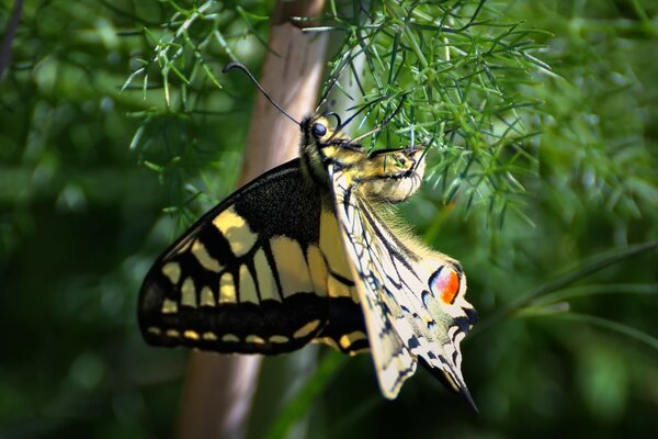 Siyah ve sarı kanatlı kelebek
