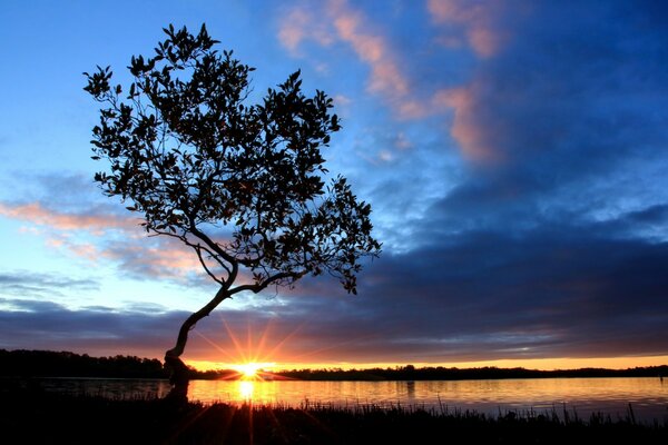 Puesta de sol junto al lago. Un arbusto solitario se cierne sobre el agua