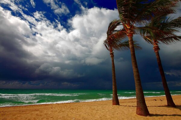 Three palm trees resist the tropical wind