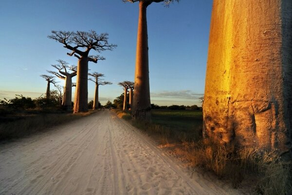 Riesige Baobabs entlang der Autobahn