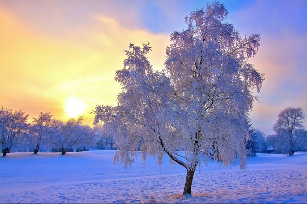 Frozen frost on tree branches