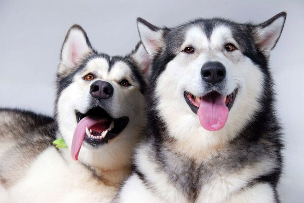 Deux Huskies de race ont sorti leurs langues roses