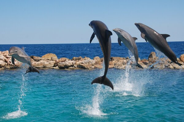 Four dolphins jumped out of the water at the same time