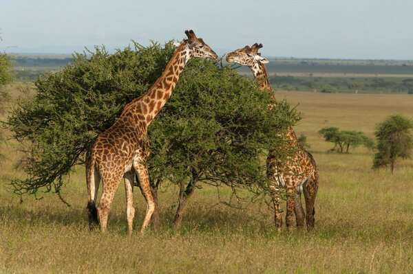 Duas girafas comendo folhagem de uma árvore com uma mortalha