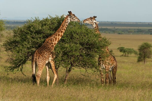 İki zürafa, ağaçtan örtü ile yaprakları yiyor