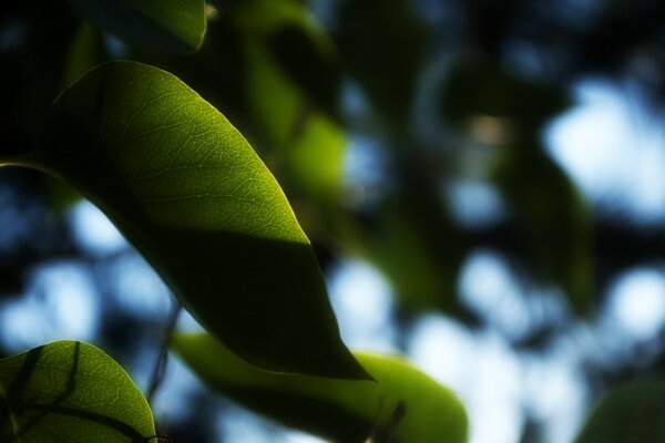 The leaves of the plant shine through the sun