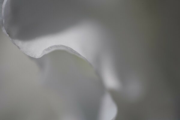 The face of a white petal with partial illumination