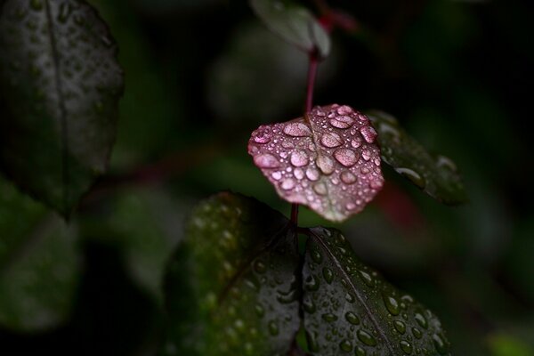 Flower leaves after a summer rain