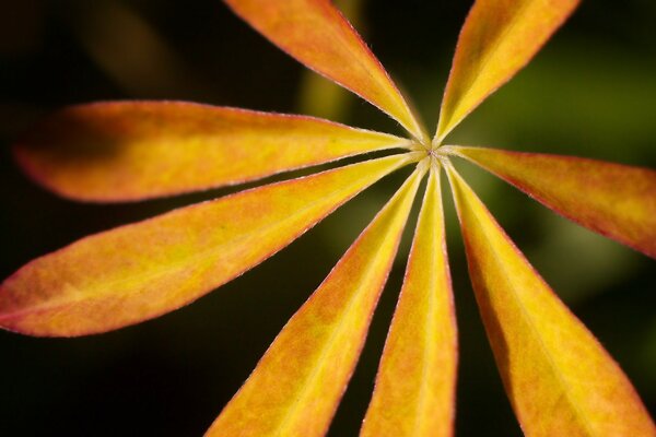 Der herbstliche Charme der Natur mit verschiedenen Blättern