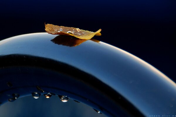 A leaf after a summer rain