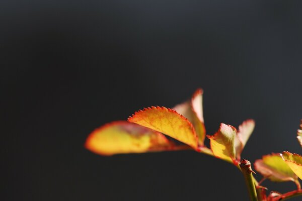 Fotografía macro de las hojas en otoño sobre un fondo oscuro