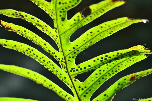 The unusual shape of the leaf. Carved leaves