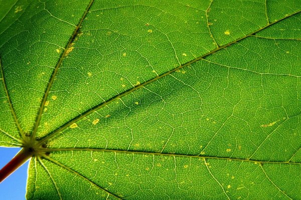 Verts juteux. Feuille. Macro