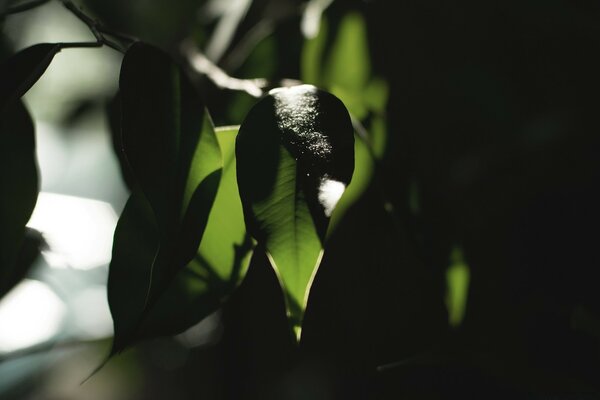 Feuilles vertes sous la faible lumière du jour