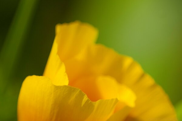 Macro photography of a yellow tulip on a green background