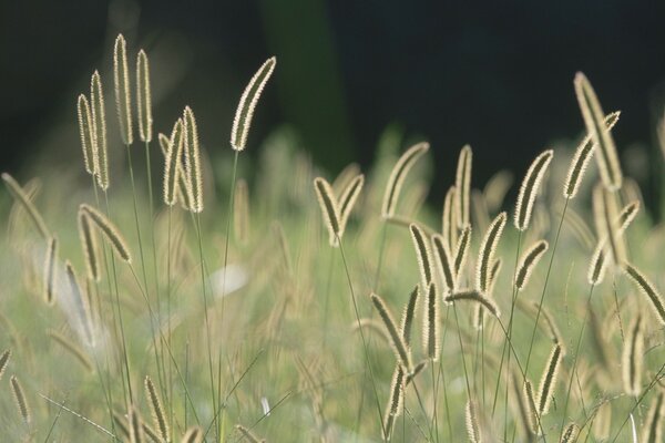 Les épillets d herbe scintillent de lumière merveilleuse, la nature dans l air respire en nous avec des images