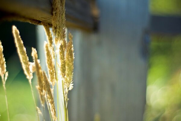 Licht durch das Herbstlaub