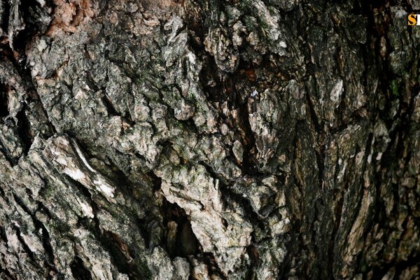 Gray-brown tree bark with deep cracks