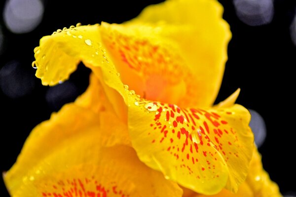 Flor amarela com gotas de chuva macro