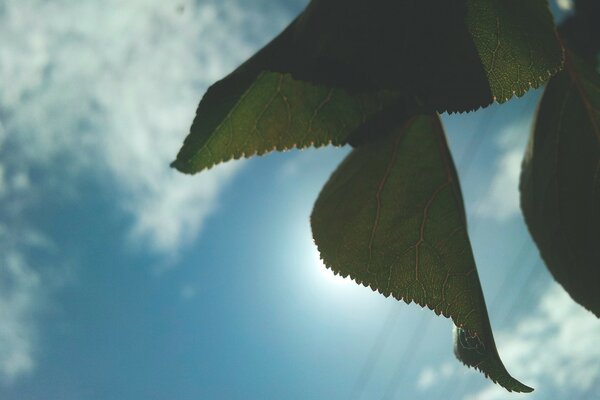 Green leaf on a blue sky background