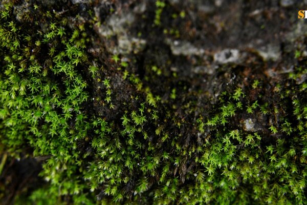 Moss on a sheer cliff