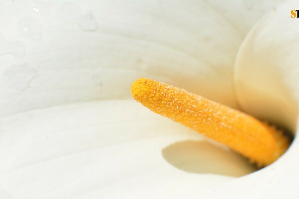 Weiße Blume mit gelochtem Mittelteil