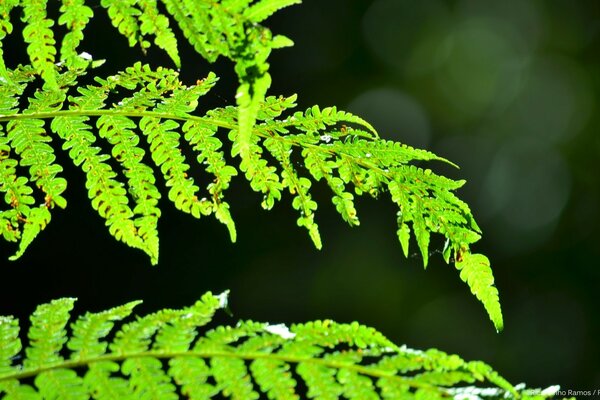 Schöne saftige Blätter des Sommers