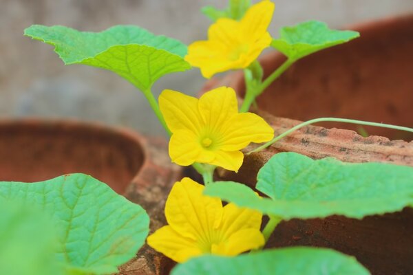 Bright yellow blooming flower