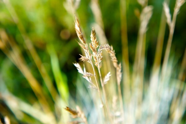 Parmi l herbe verte, il y a aussi de l herbe grise