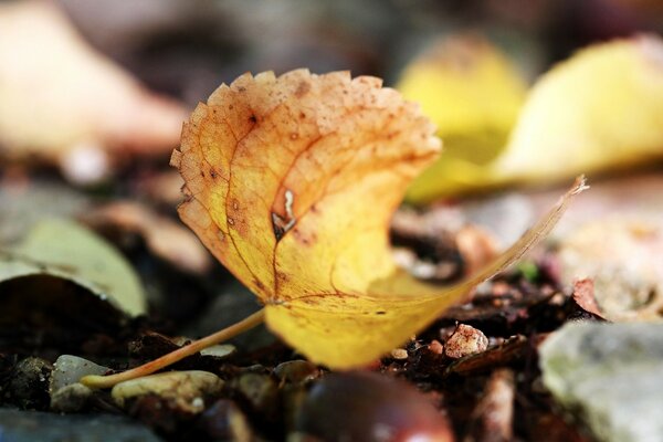 Macro d une feuille jaune sur le sol