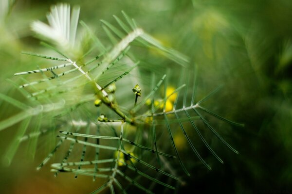 Flora su sfondo sfocato, scattata con la fotografia macro