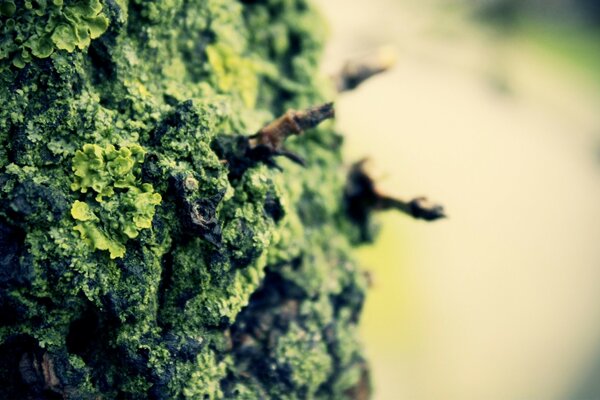 Green-gray lichen on a tree