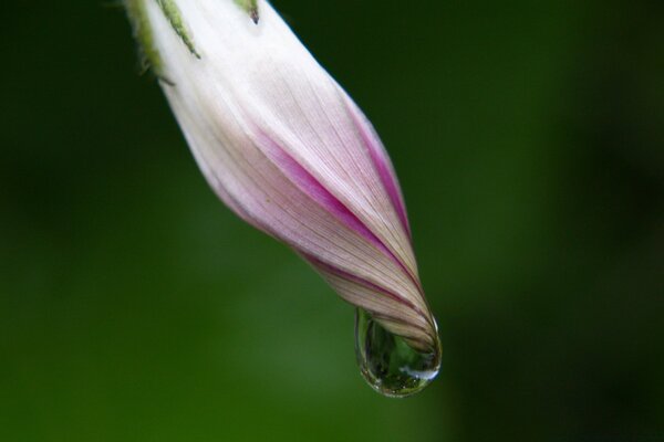 Macro de rosée sur une belle fleur