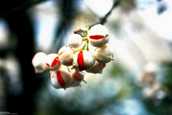 Macro de brindilles avec de grandes baies