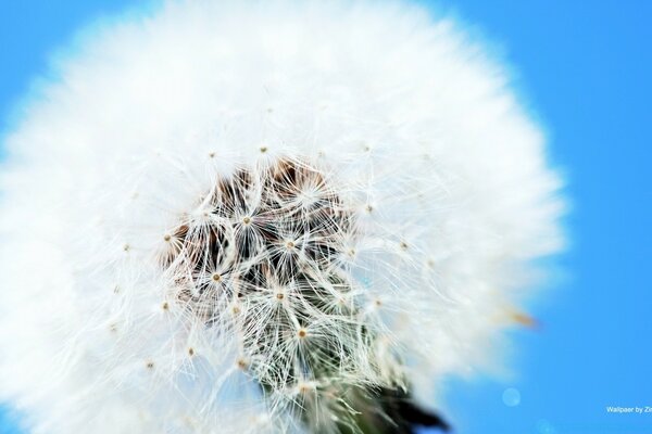 White dandelion on a blue background