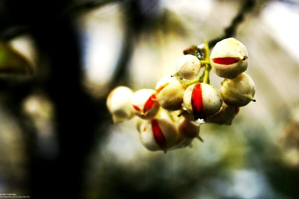 Juicy berry in a gentle light