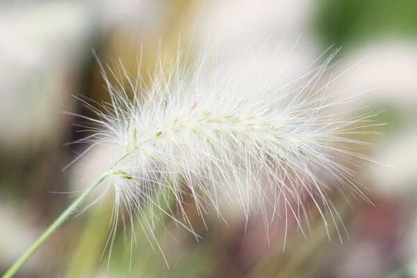 Fotografia macro di un soffice filo d erba bianco